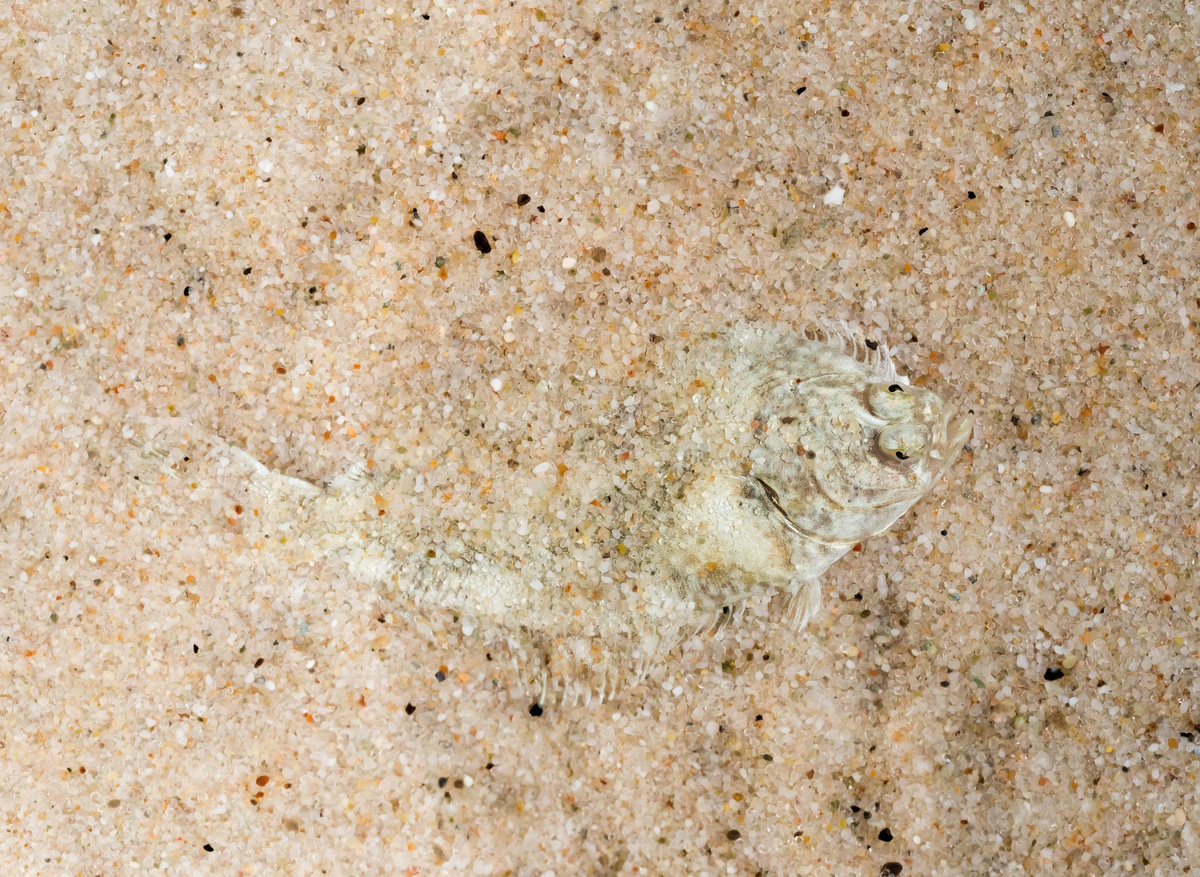 Marine Fish ID Course
