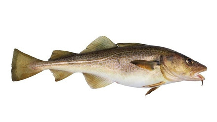 Codfish-isolated.jpg