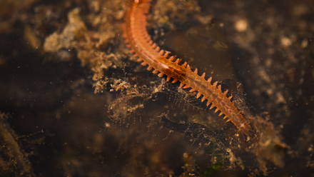 Worm.png