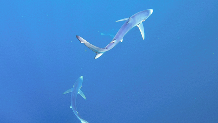 blue sharks.png