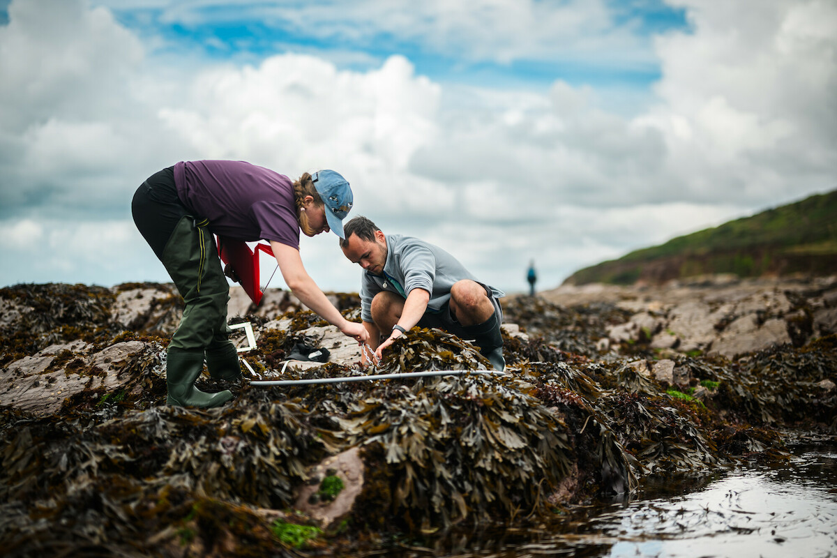 2 people on a rocky seashore studying seaweed and conducting research