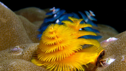 christmas tree worm .jpg