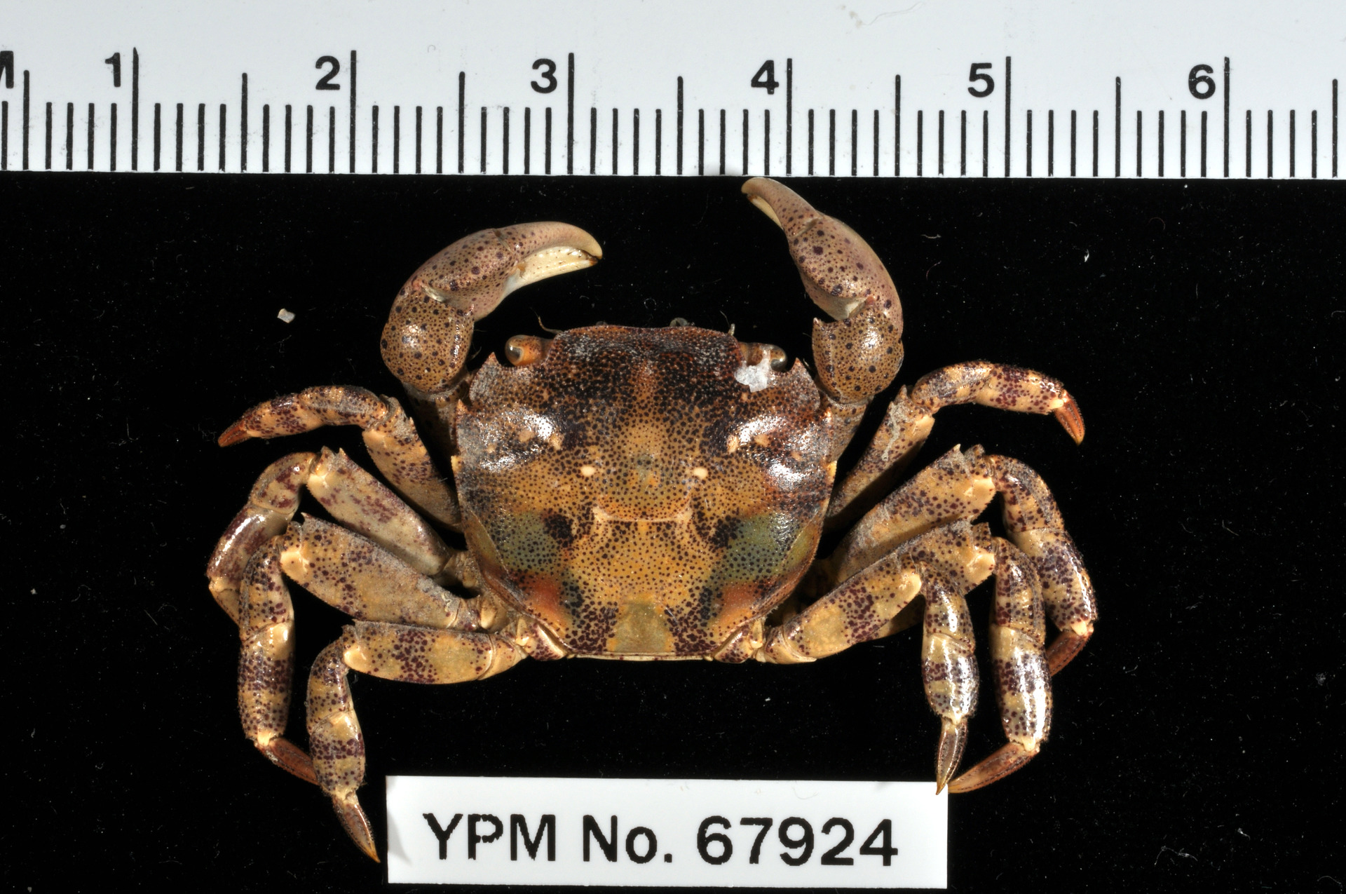 Hemigrapsus_sanguineus.jpeg