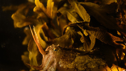 RS9494_University of Cambridge Study - Cuttlefish-6083_lpr.jpg